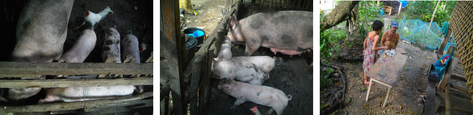 Images of preparation for piglet
        castration in tropical backyard