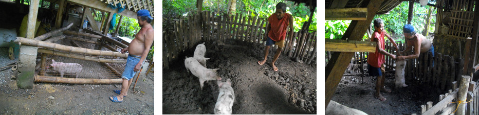 Images of preparation for piglet castration in tropical
        backyard