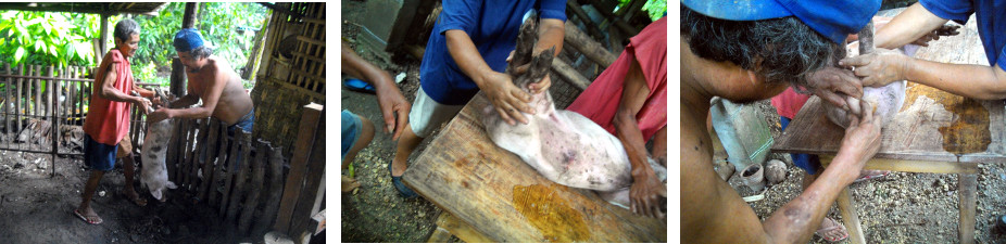 Images of piglet being castrated in
        tropical backyard