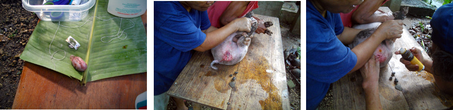 Images of piglet being castrated in tropical backyard