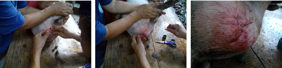Images of piglet being castrated in tropical backyard
