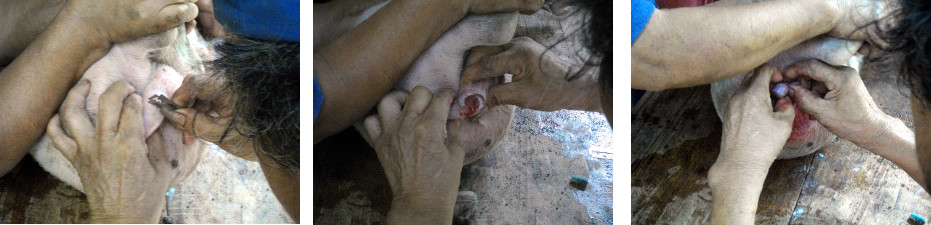 Images of castration of piglets in tropical backyard