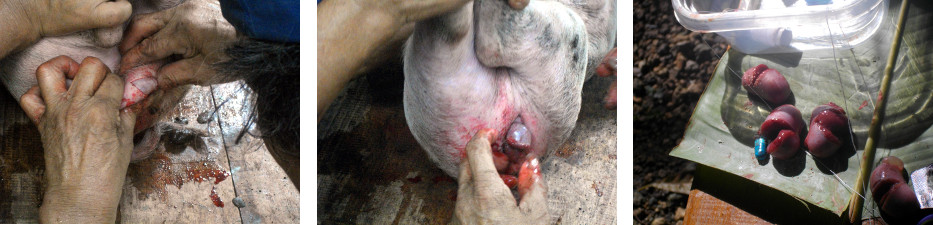 Imges of piglet castration in tropical backyard
