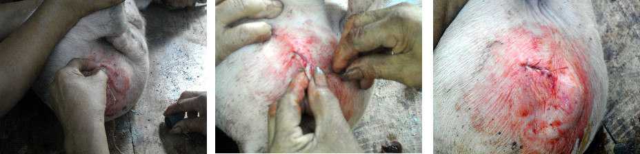 Images of Piglets being castrated in tropical backyard