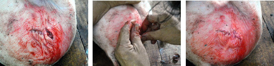 Images of Piglets being castrated in tropical backyard