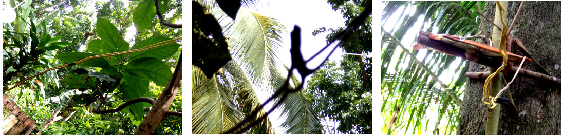 Images of wiring in tropical backyard