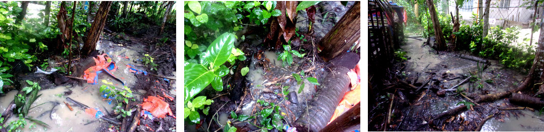 IMagws of flooding in tropical garden