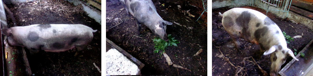 Images of tropoical backyard sow
          recovering from delivering dead piglets
