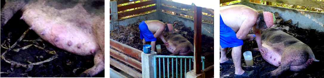 Images of tropical backyard pig
          having teats massaged to reduce pressure after giving birth to
          dead piglets