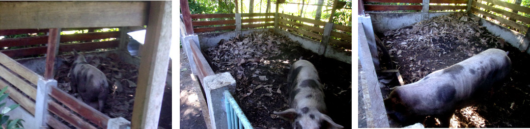 Imnages of tropical backyard pig
        eating after building nest for farrowing