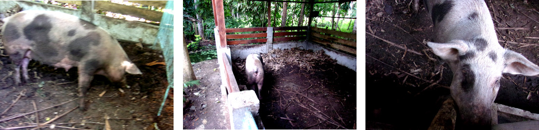 IMages of tropical backyard sow apparently
              recovered after delivering dead piglets 5 days earlier