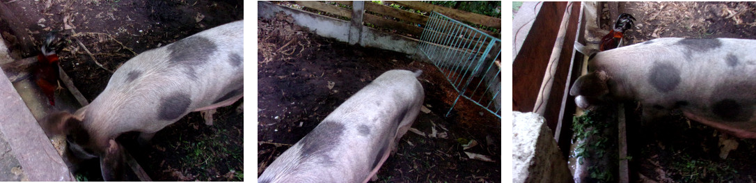 Images of tropical backyard sow
          eating
