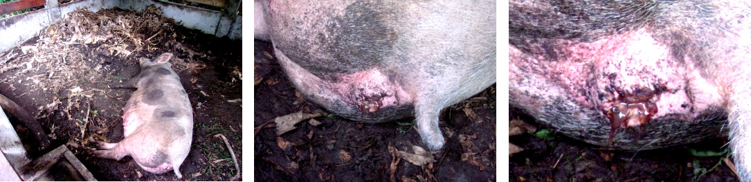 Images of tropical backyard sow
          shortly after birthing dead piglets