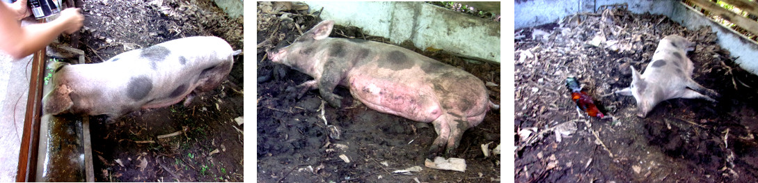 Images of tropical backyard sow
          after an ianti-biotic injection