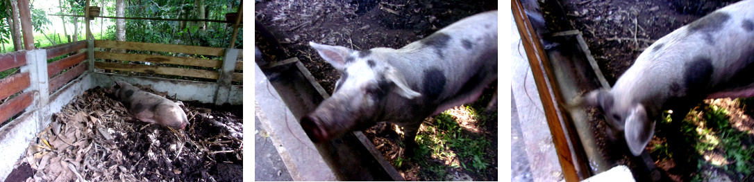 Images of tropical backyard sow
          recovering after birthing dead piglets