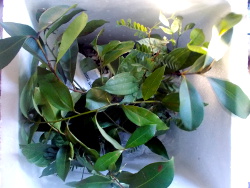 Image of plants in box after being
        sent as air freight