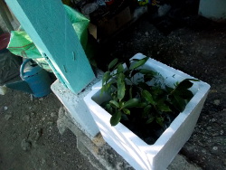Image of plants in a box after
                being sent as air freight
