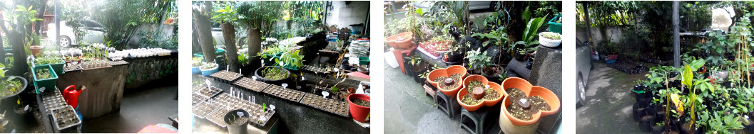 Images of seedlings growing in a Manila backyard