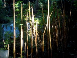 Image of sticks in a tropical backyard evening
              sun