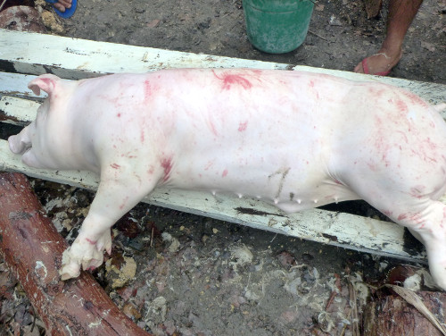 Image of a dead tropical backyard pig
        before roasting