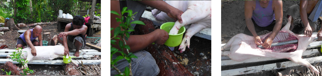 Images of tropical backyard pig being
        prepared for roasting