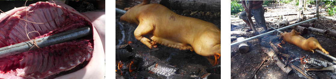 Images of pig being roasted in tropical backyard