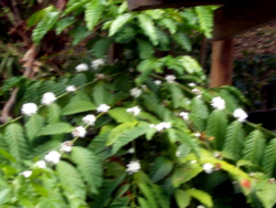 Image of coffee bush in flower