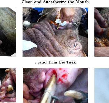Visual link to webpage about a tropical backyard boar
            getting his tusks trimmed