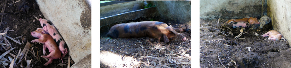 Images of tropical backyard piglets and mother