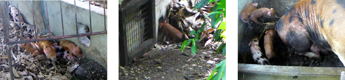 Images of young tropical backyard sow
        with piglets