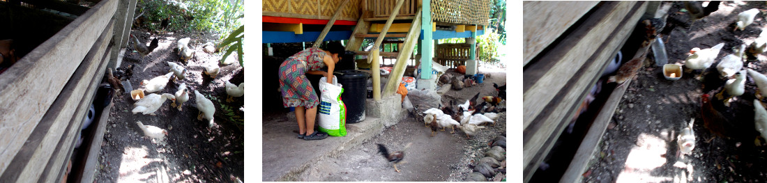 Images of ducks and chickens in
        tropical backyard