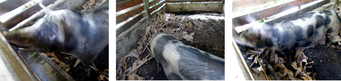 Images of a tropical backyard sow in
          the morning beofre farrowing