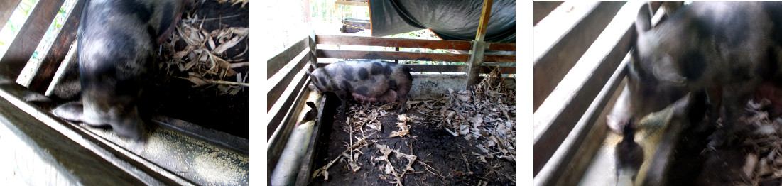 Imges of hungry tropical backyard
          sow hours before giving birth