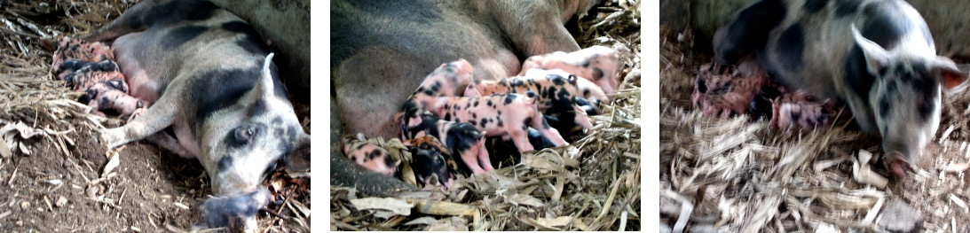 Images of tropical backyard piglets
          the day after being born