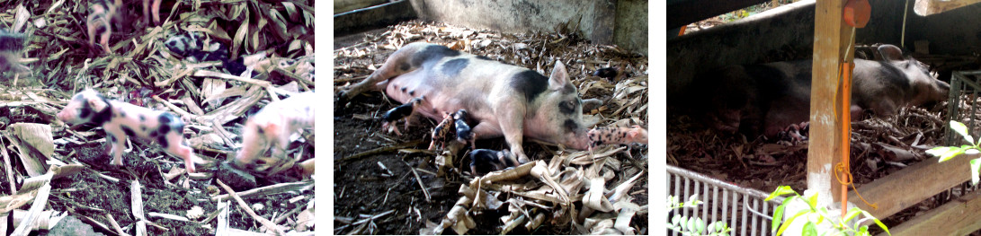 Images of tropical backyard sow with
        piglets, the day after farrowing in the night