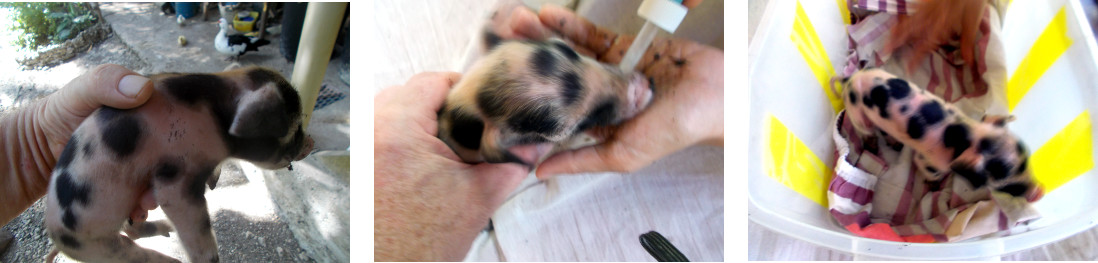 IMages of tropical backyard piglet
            rescued after suffocating