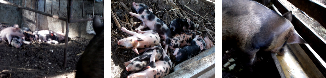 Imagws of tropicval backyard sow and piglets