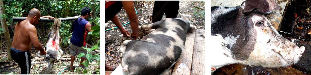 Images of slaughterd tropical backyard pig being taken
          for butchereing