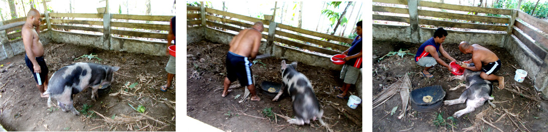 Imags of tropical backyard pig being slaughtered