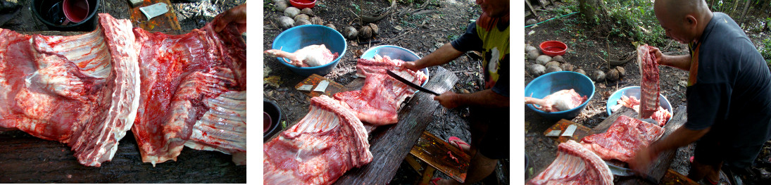 Images of tropical backyard pig being butchered