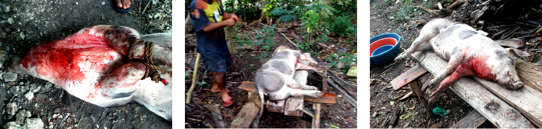 Images of tropical backyard pig just before being
        butchered