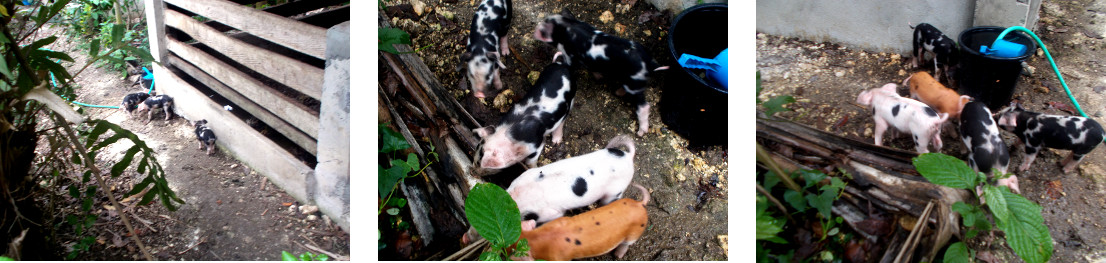 Images of tropical backyard piglets exploring the
            garden on their sixth day