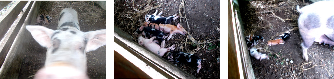 Imagws of tropical backyard piglets and sow together
            on their sixth day