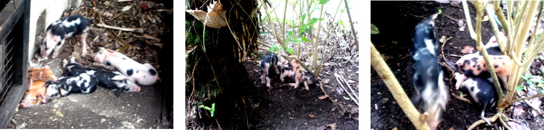 Images of tropical backyard piglets in the garden on
            their seventh day