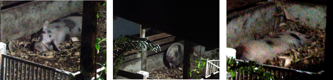 Images of tropical backyard sow farrowing