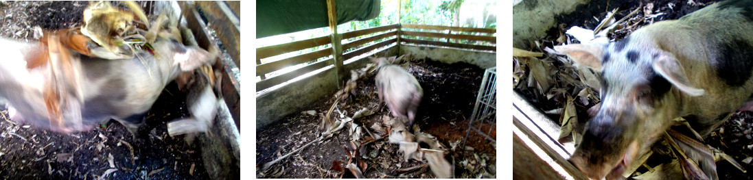 Images of pregnant tropical backyard
        sow building a nest before farrowing