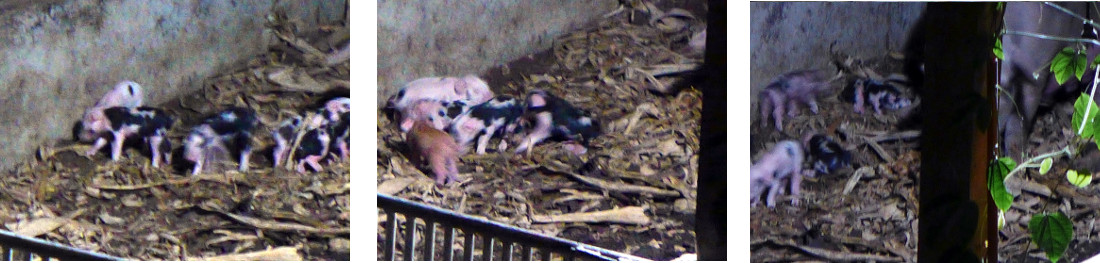 Imagws of newly born tropical backyard piglets