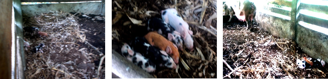 Images of tropical backyard sow with
        piglets the day after birth