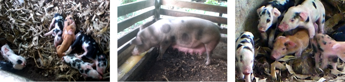 Images of tropical sow and piglets the day after biirth
