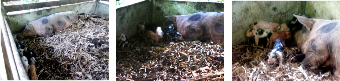 Images of tropical backyard sow with piglets on
              third day